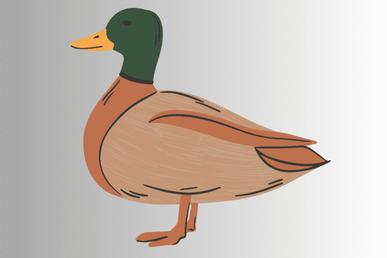 duck