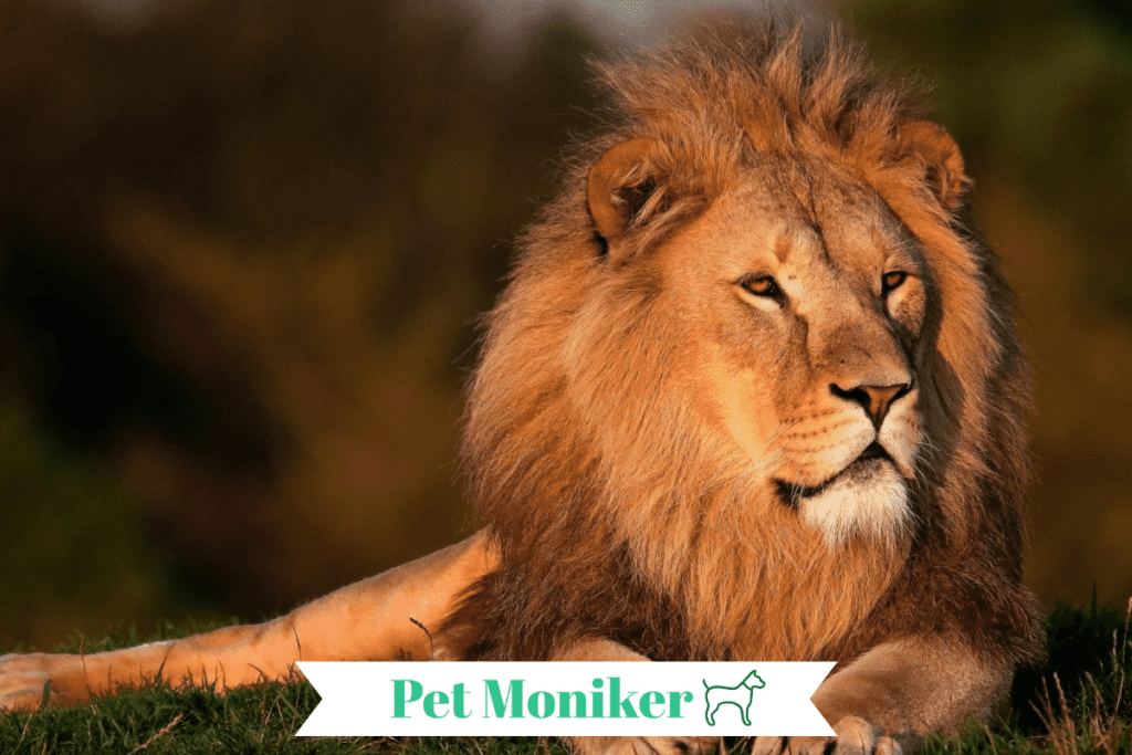 Lion Names With Meaning