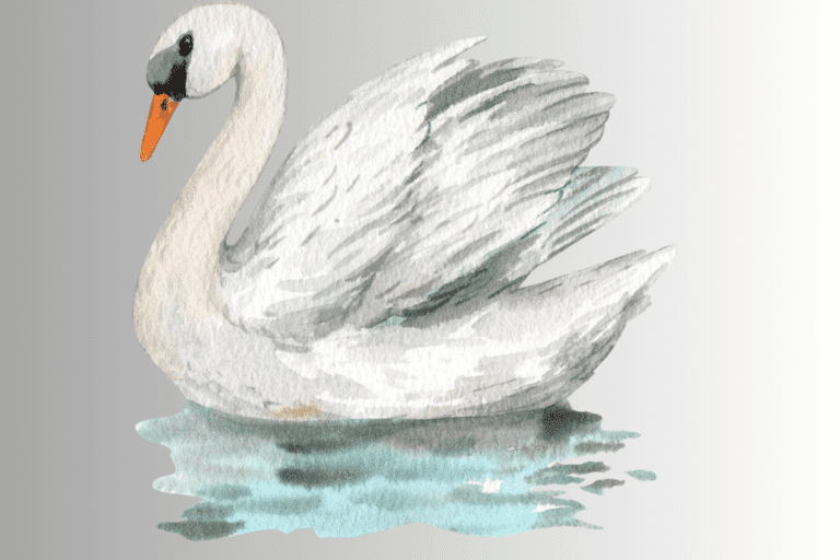 Swan