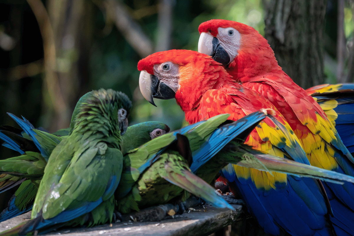 Bird-Pets