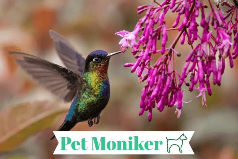 250+ Catchy Hummingbirds Names With Generator 2024