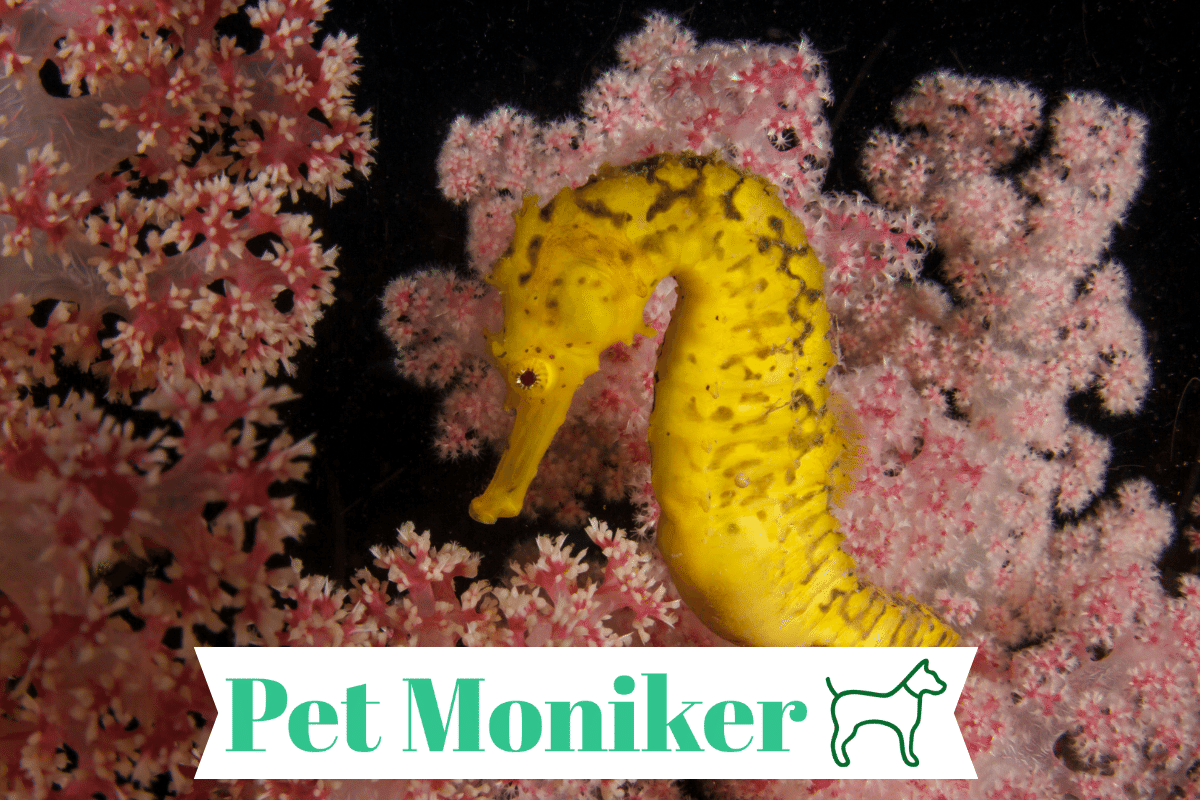 200+ Cute & Catchy Seahorse Names (+Generator) 2024