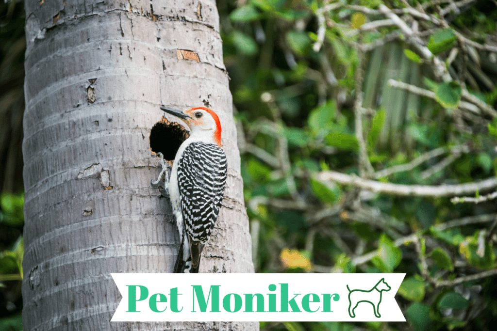cool woodpecker