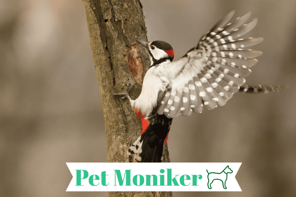 Cute woodpecker