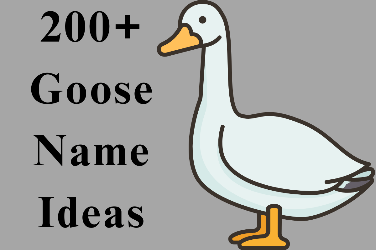 200+ Catchy Goose Names With Generator 2024