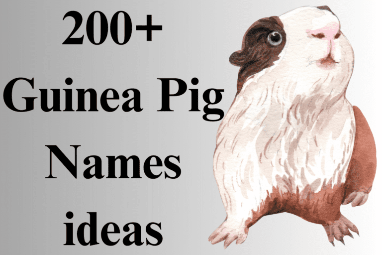 200+ Cute Guinea Pig Names With Name Generator