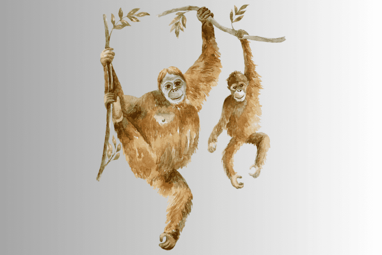 Orangutan