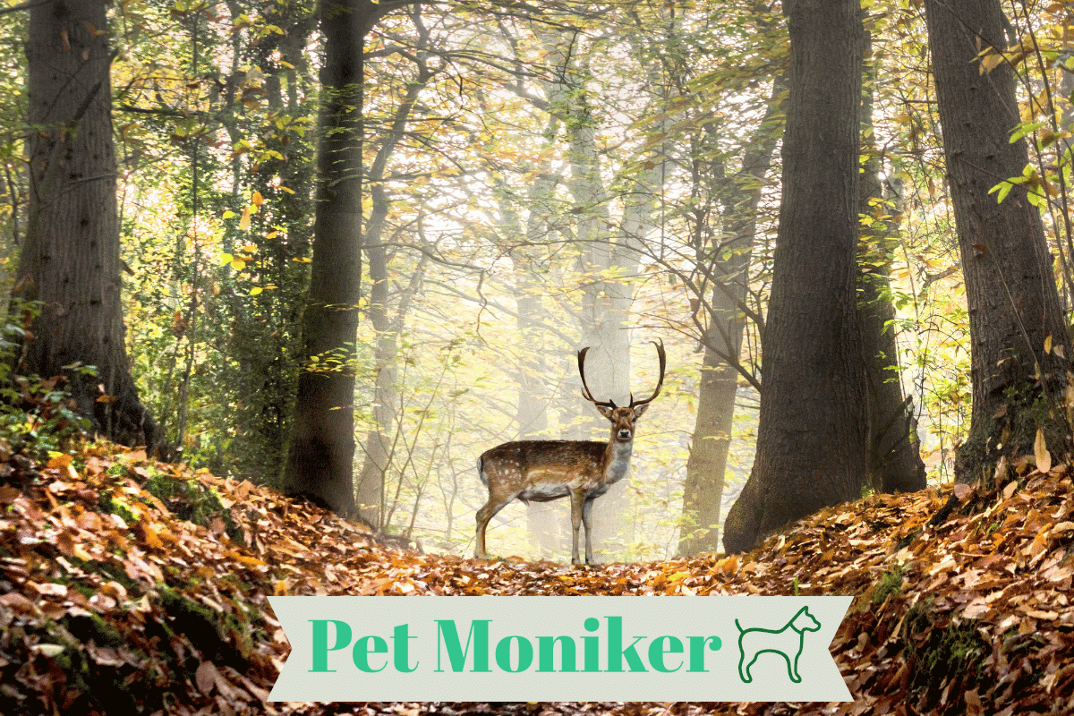 200 Cool Catchy Deer Names Name Generator 2024 200-cool-catchy-deer-names-name-generator-2024