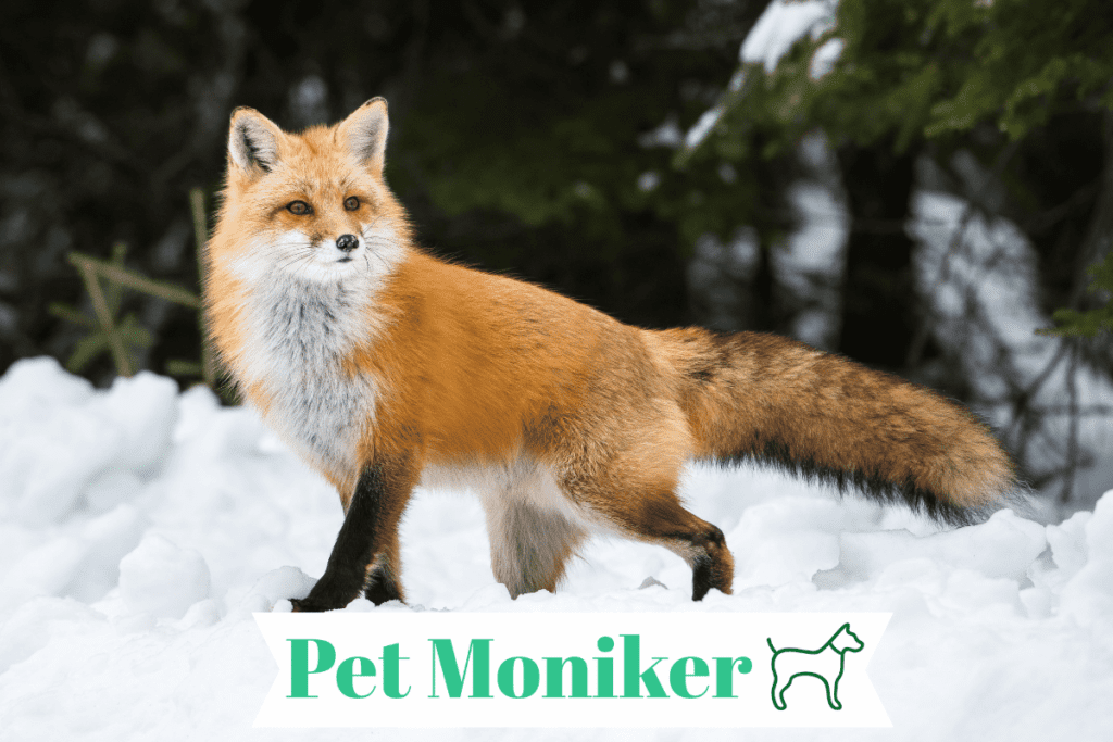 Cute Fox Names