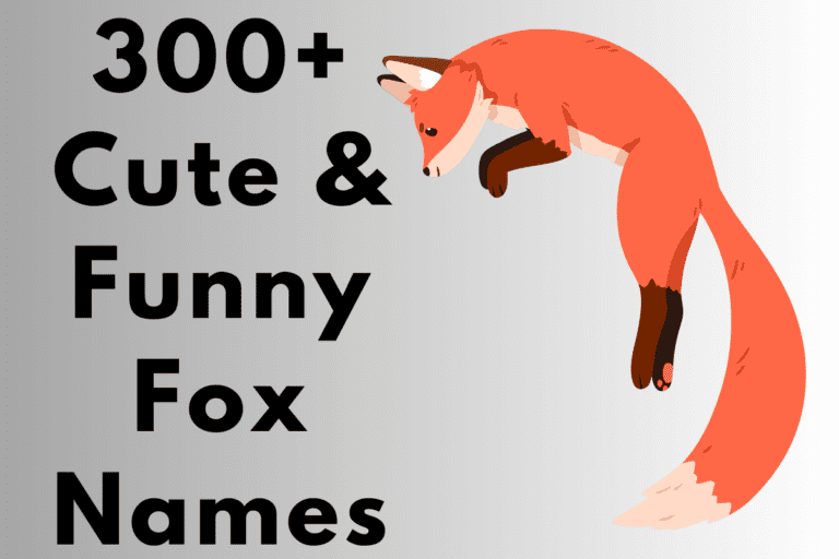 Fox