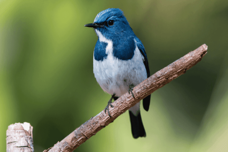 20 Trending Birds Names