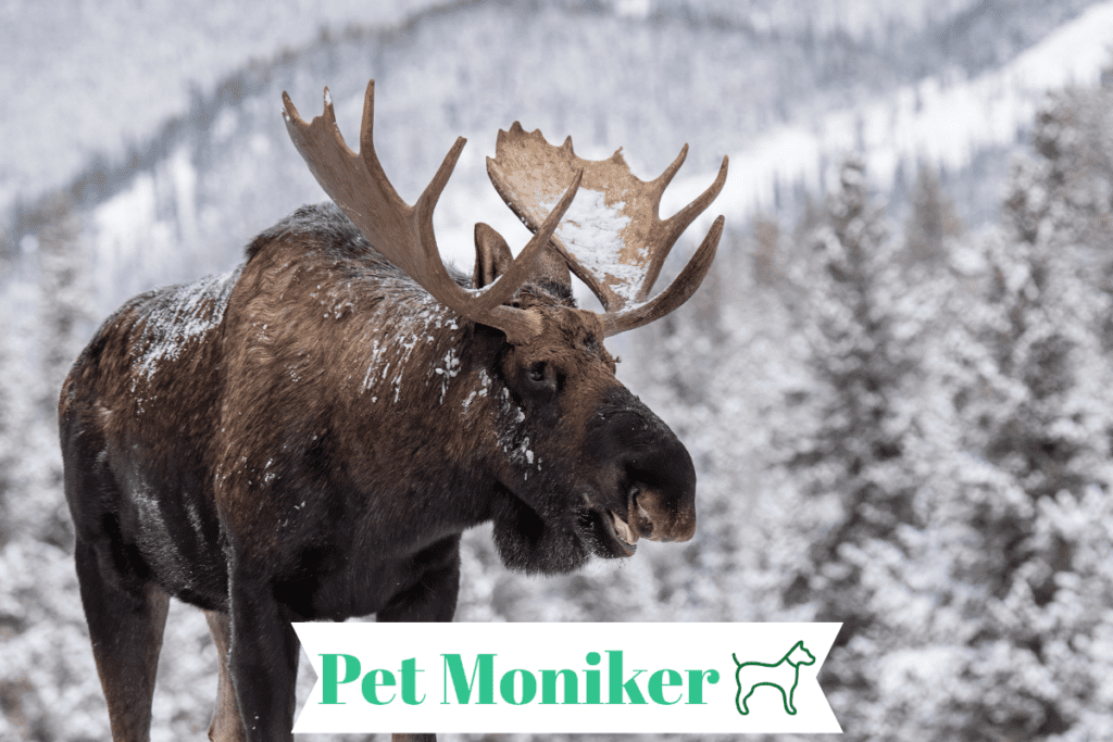 Cool Moose Names