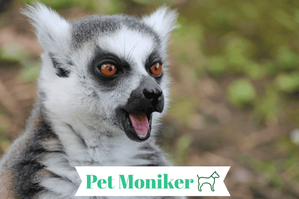 Cool Lemur Names