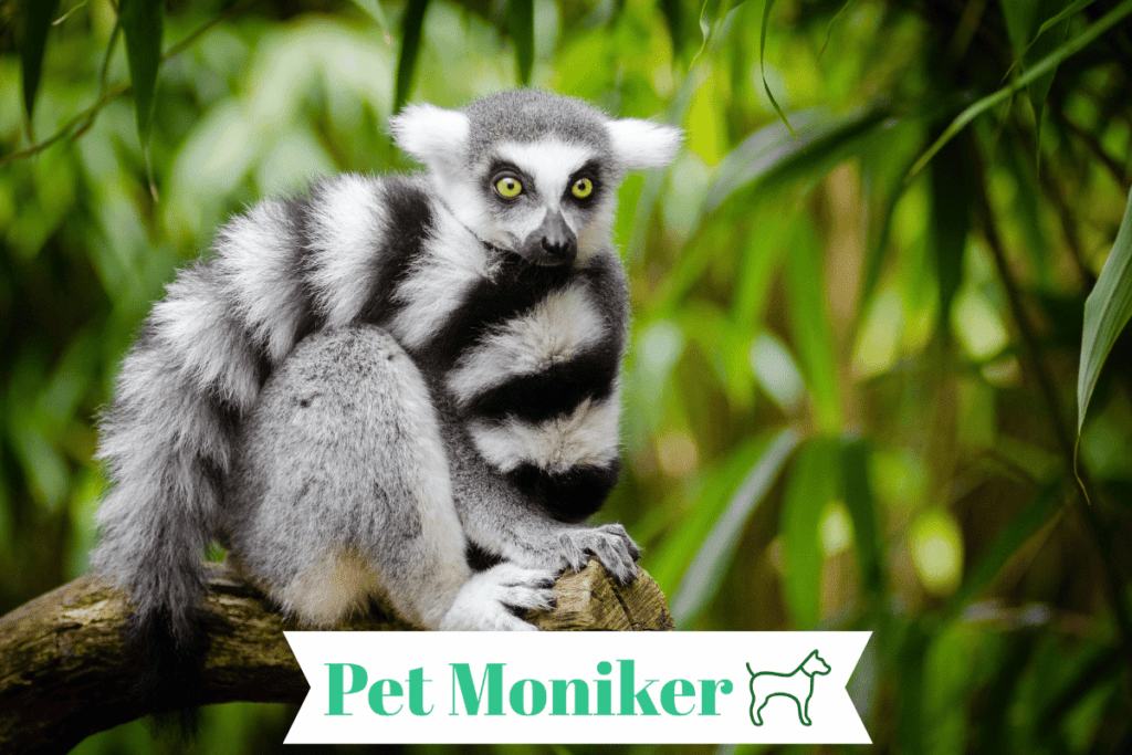 Cute Lemur Names