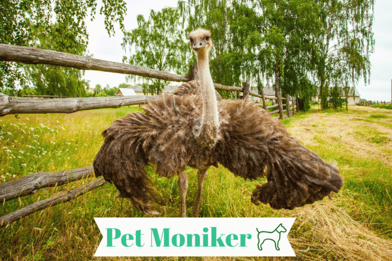 300+ Cool And Badass Ostrich Names With Name Generator