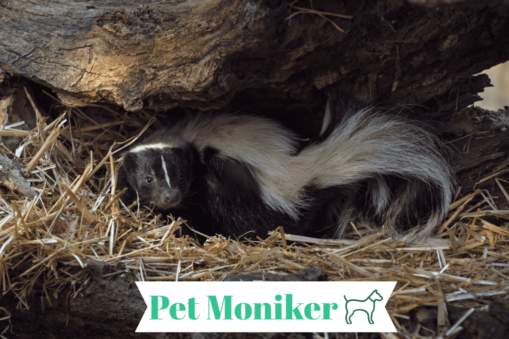 Cute Skunk Names