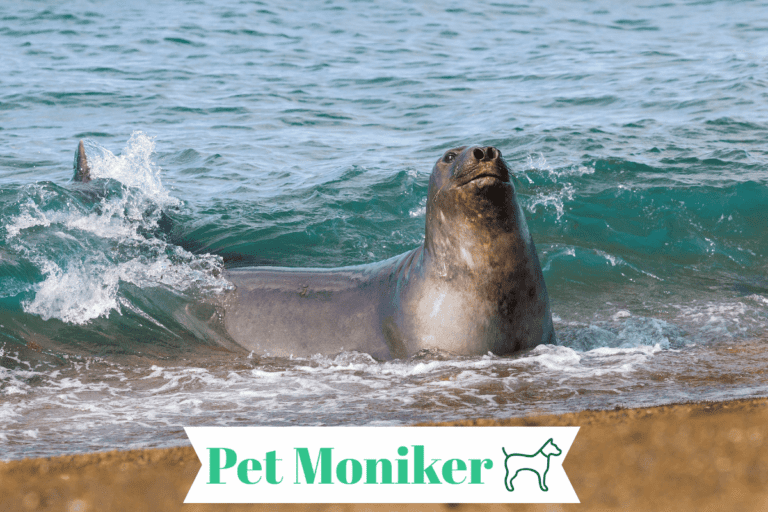 300+ Cool And Catchy Elephant Seal Names With Generator