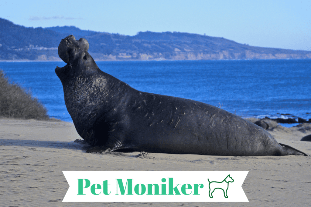 Cute Elephant Seal