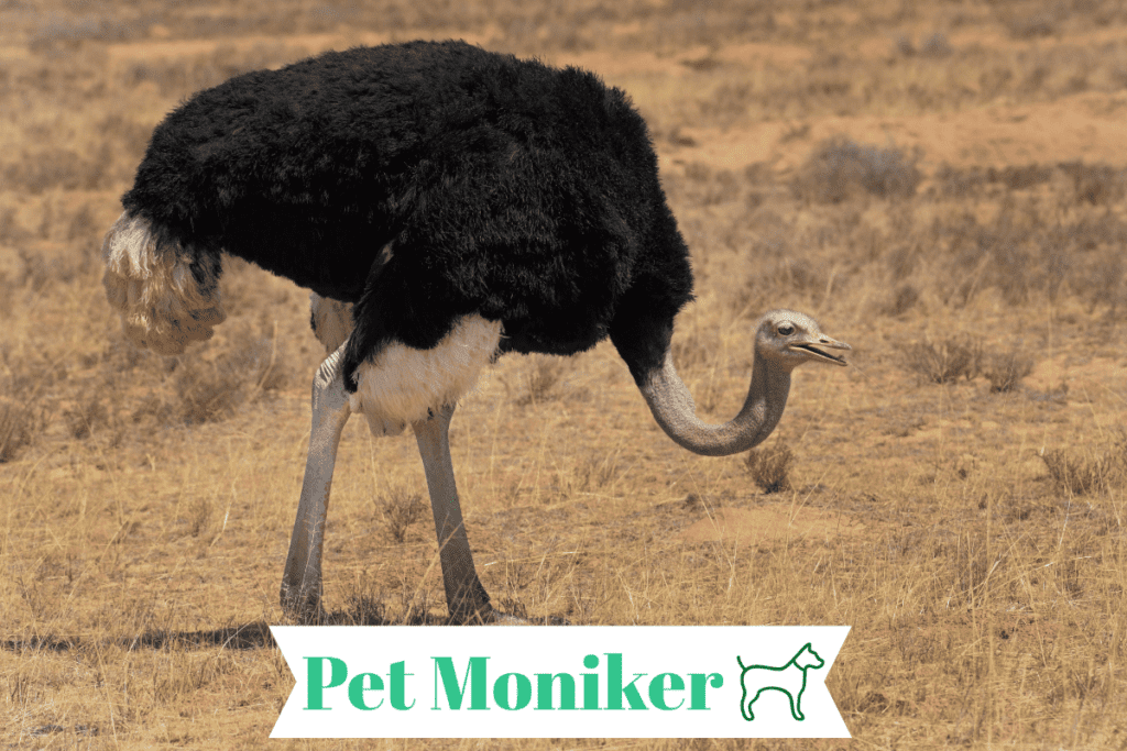 Funny Ostrich