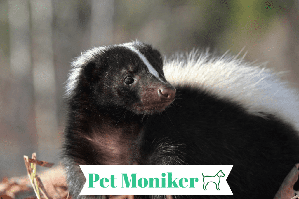 Funny Skunk Names