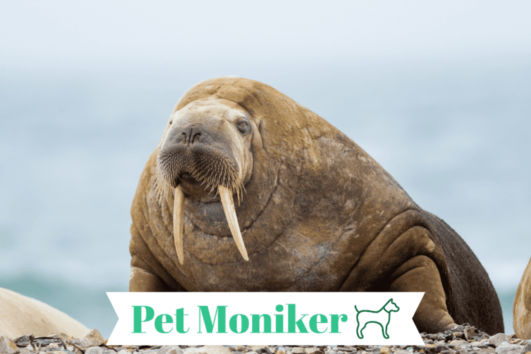 250+ Cute And Catchy Walrus Names With Generator