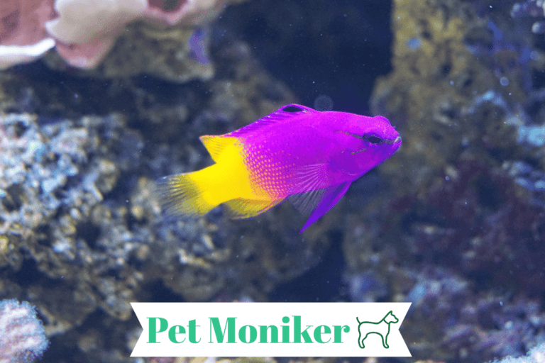 Funny Purple Fish