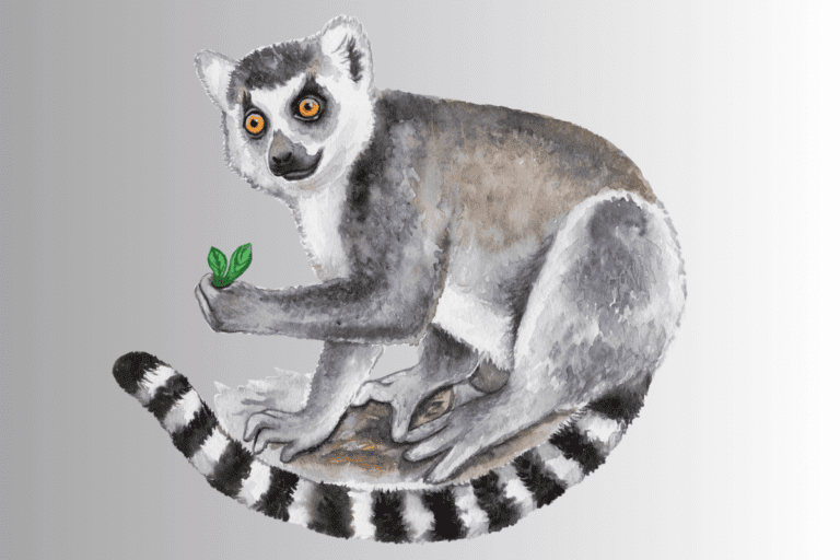 lemur