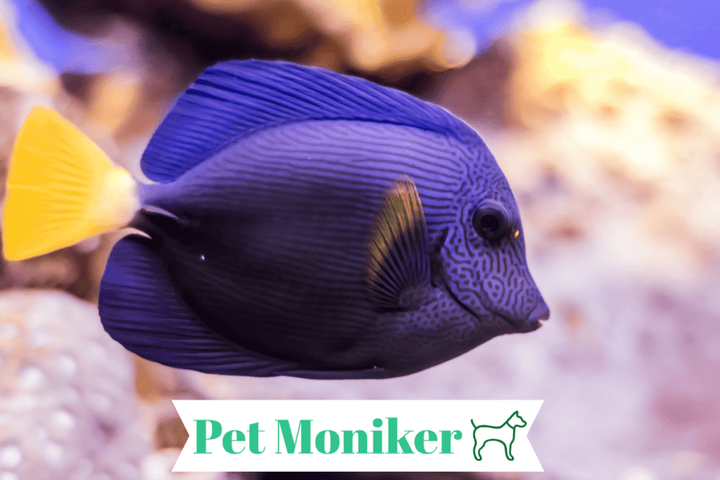 Cool Purple Fish