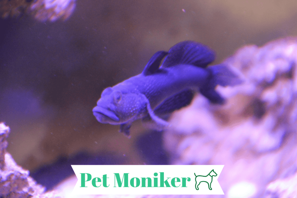 Cute Purple Fish