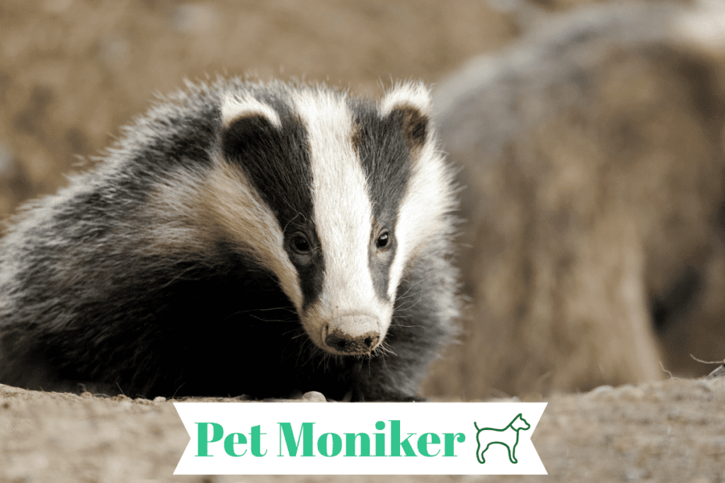 Funny Pet Badger