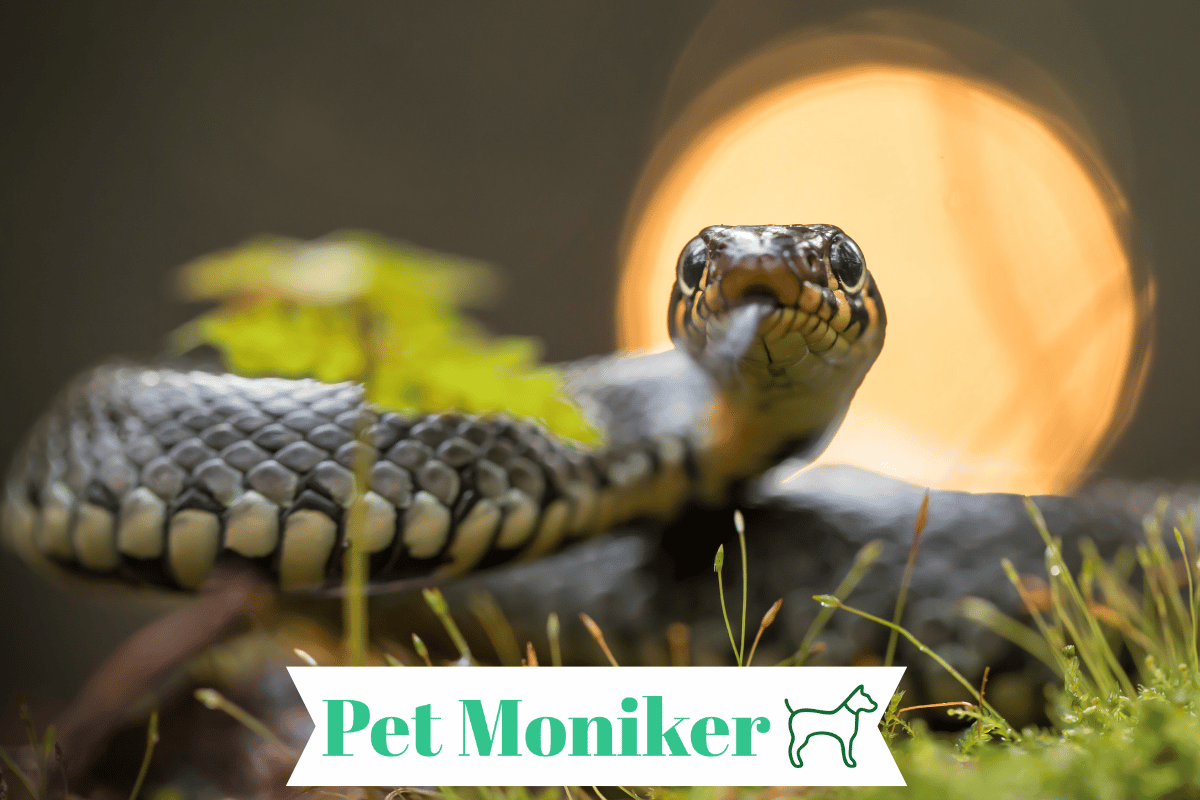 400+ Cute & Unique Snake Names With Name Generator