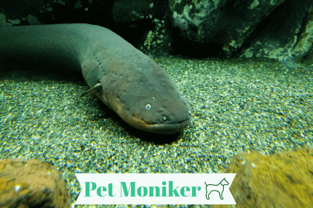 Funny eel