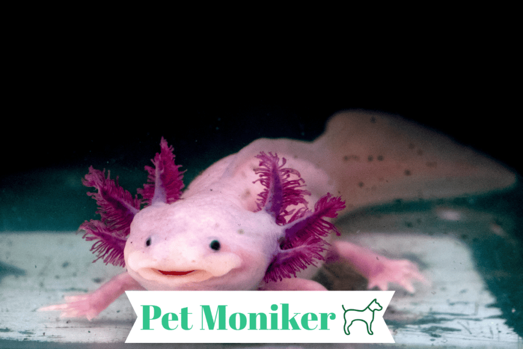 Funny Axolotl