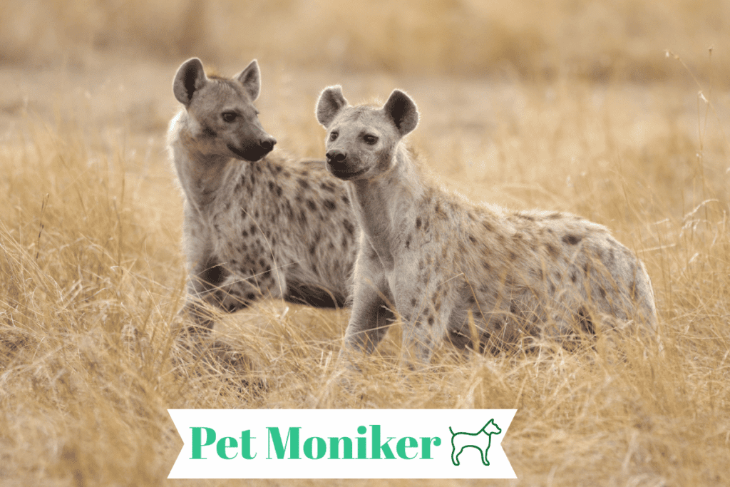 Cute Hyena Names