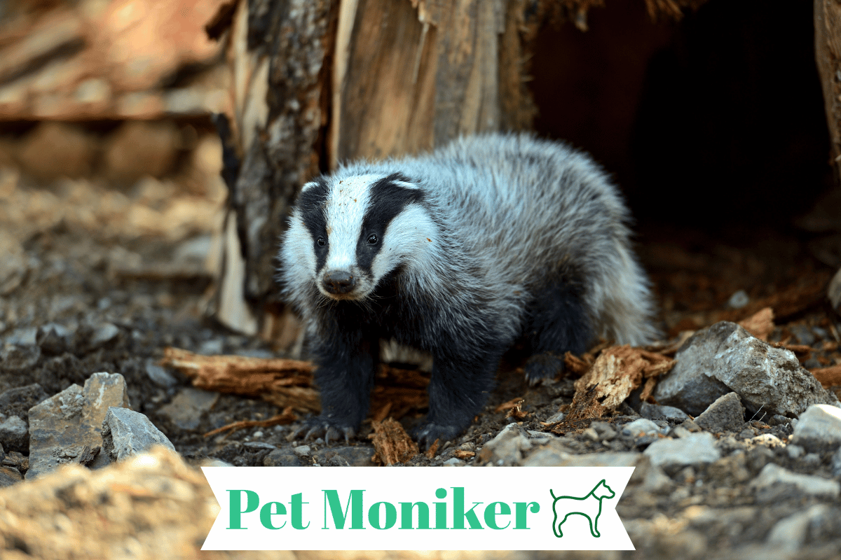250+ Catchy Pet Badger Names With Name Generator 2024