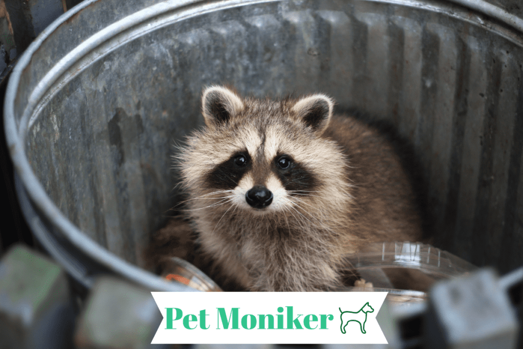 Funny Raccoon Names