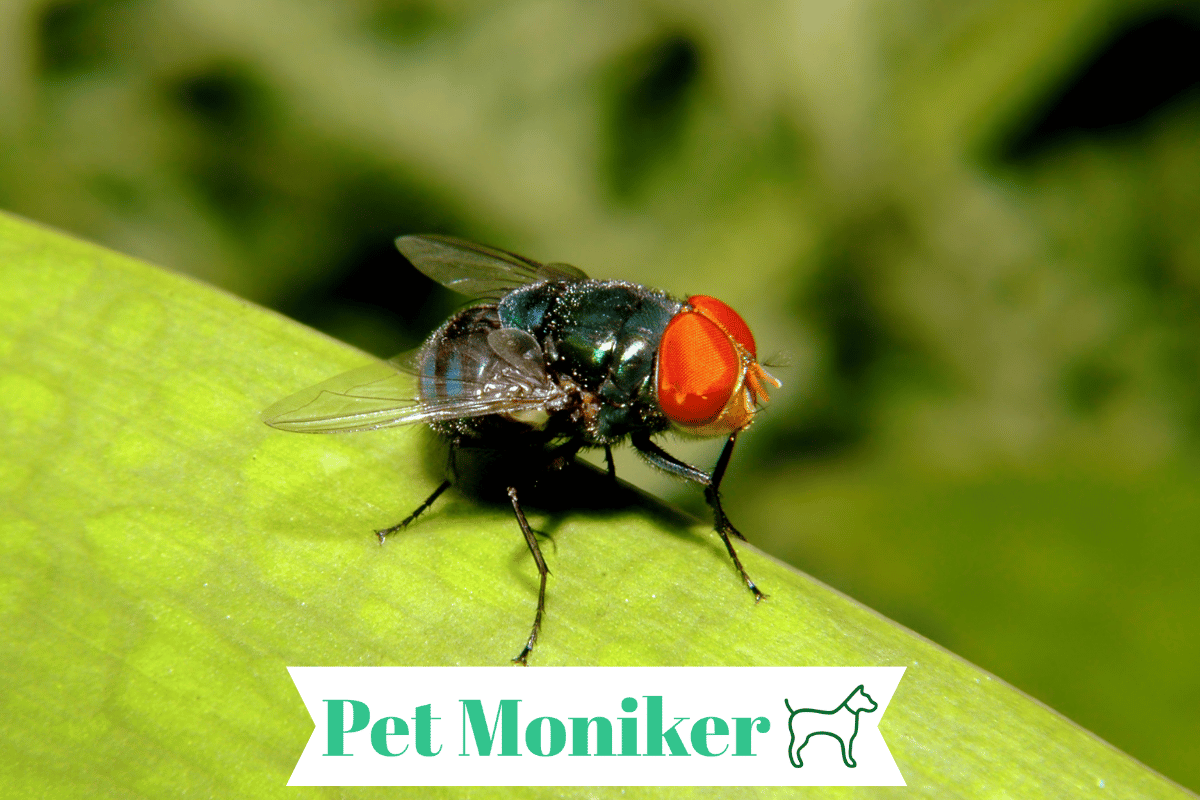 300-cute-funny-fly-names-with-name-generator-2024