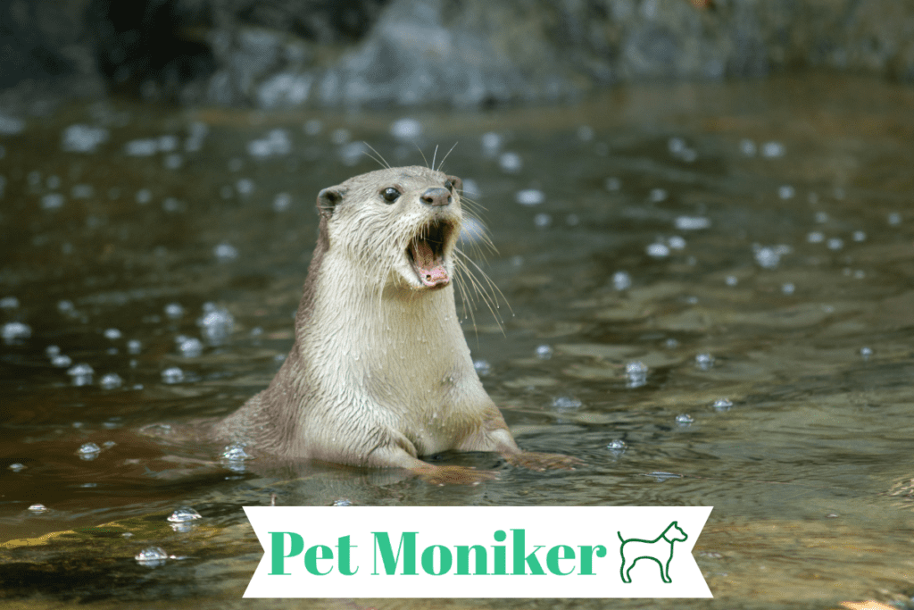 Funny Otter Names