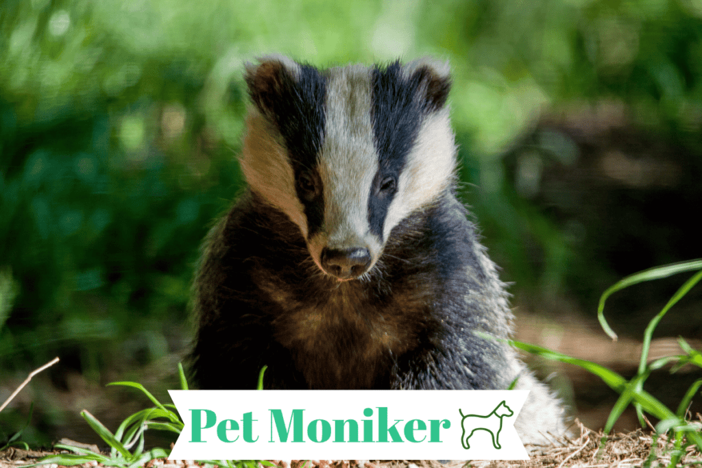 Cute Pet Badger