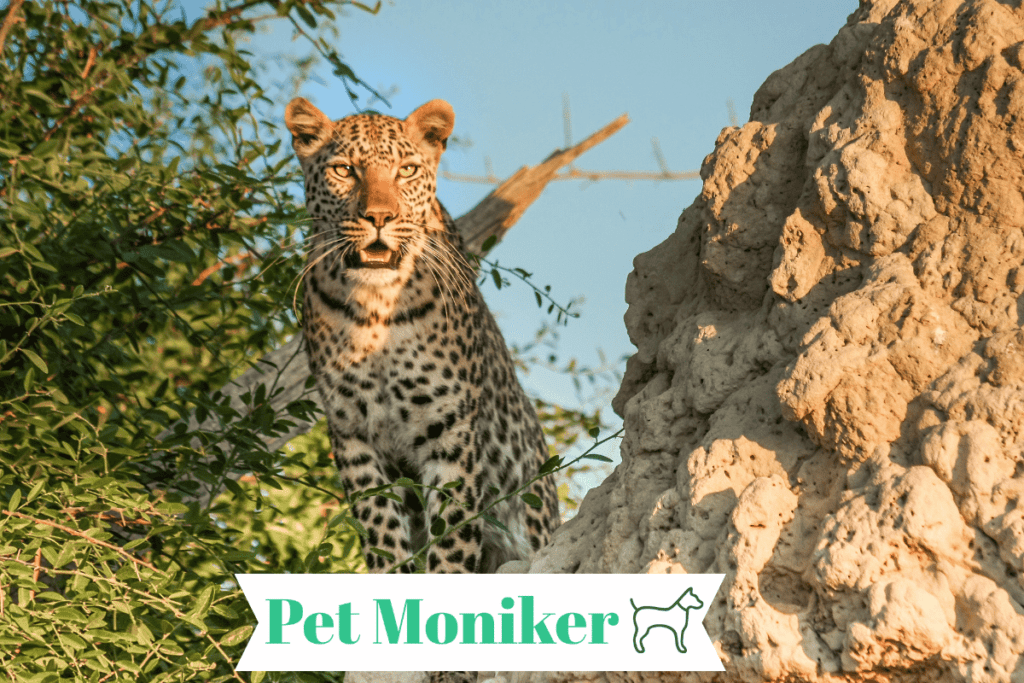 Funny Leopard Names