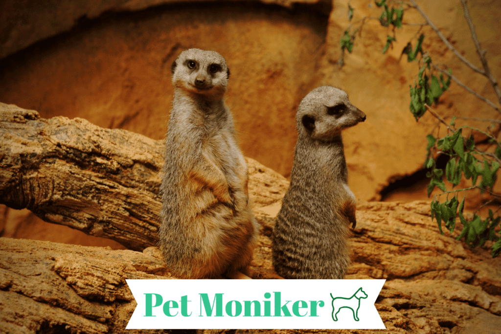 Funny Meerkat Names