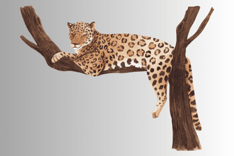 Leopard Names