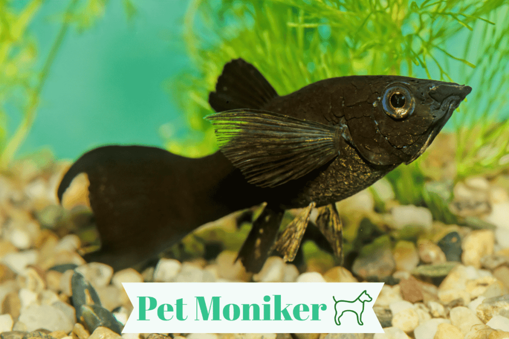 Cool Black fish