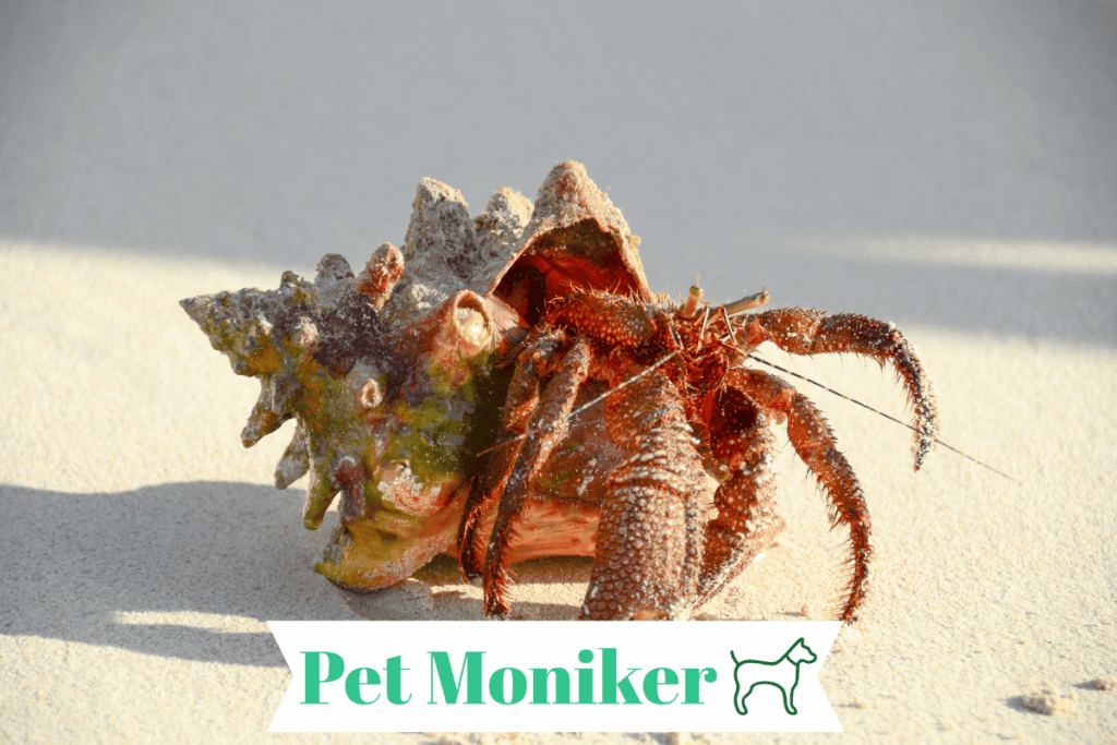 Cool Hermit Crab