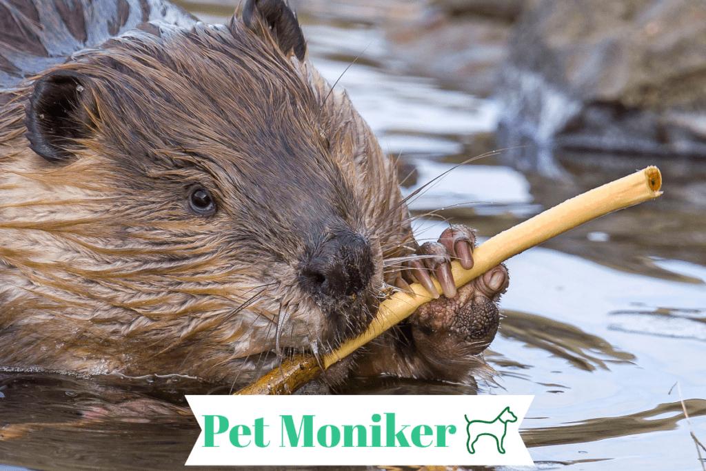 Cool Beaver Names