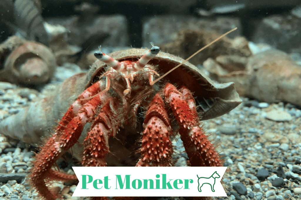 Funny Hermit Crab