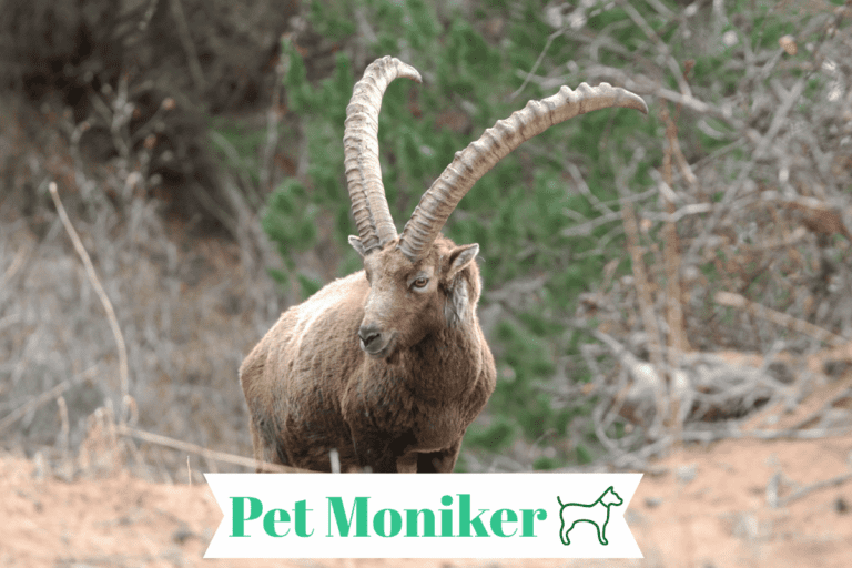 200+ Cool And Catchy Ibex Names With Generator