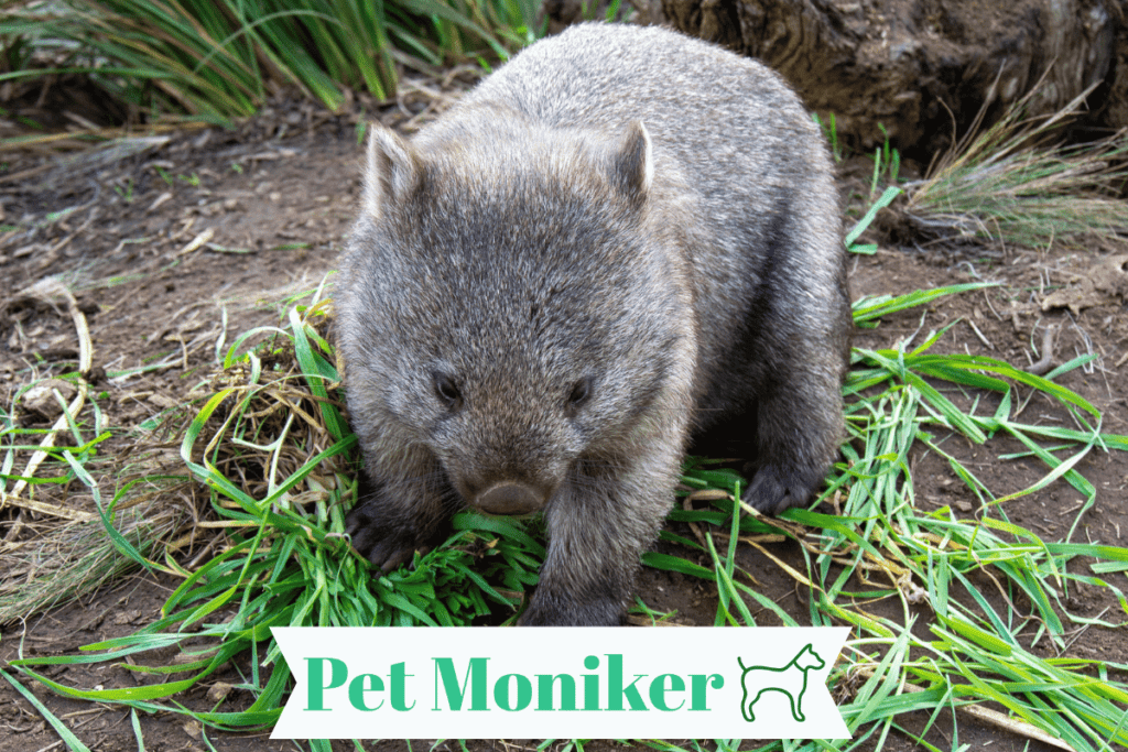 Cool Wombat