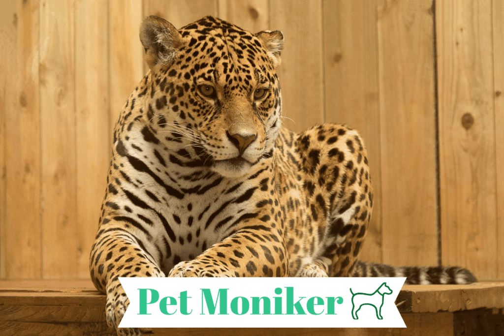 Funny Jaguar Names