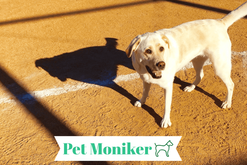 Cute Baseball Dog